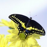 Coaching Clients for Transformational Change