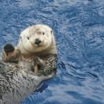 life coaching the Otter