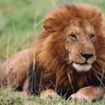 Coaching the lion